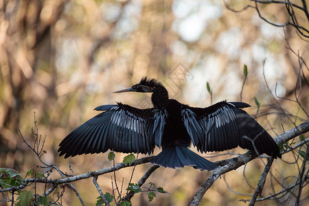 女性Anhinga鸟叫湿地沼泽羽毛尖嘴野生动物蛇鸟鸟类动物保护区背景图片