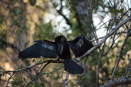 女性Anhinga鸟叫野生动物沼泽湿地鸟类羽毛动物尖嘴保护区蛇鸟背景图片