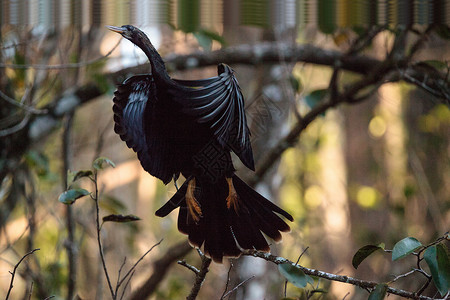 女性Anhinga鸟叫野生动物动物保护区沼泽蛇鸟尖嘴羽毛湿地鸟类背景图片