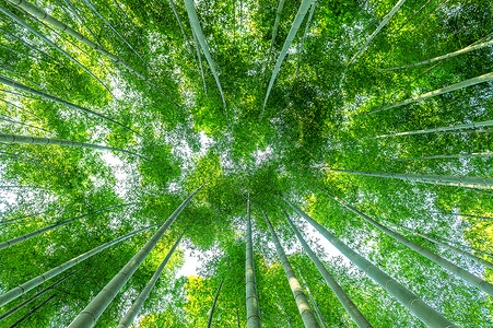 京都竹林竹林 自然背景森林花园叶子植物群树林小路文化阳光丛林木头背景
