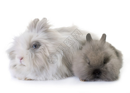 演播室里的侏矮兔子农场白色宠物苍蝇工作室成人动物灰色长发背景图片