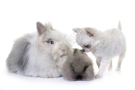 矮小兔子和小狗吉娃娃棕色农场苍蝇宠物灰色团体工作室长发白色动物背景图片