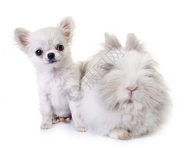 矮小兔子和小狗吉娃娃宠物动物工作室朋友们灰色苍蝇长发农场白色背景图片