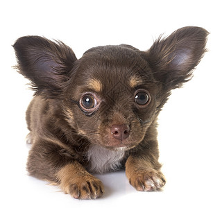 演播室里的小小狗吉娃娃工作室宠物动物长发棕色背景图片