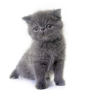 异国短毛小猫动物宠物工作室灰色虎斑毛猫背景图片