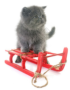 异国短毛小猫灰色动物工作室宠物虎斑毛猫雪橇背景图片