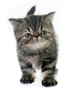 异国短毛小猫毛猫动物宠物虎斑工作室灰色背景图片