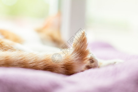 紫色尾巴红白猫咪睡在紫色毯子上背景