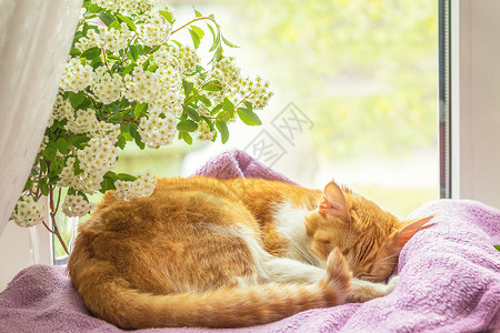 红白猫睡在窗台上了高清图片
