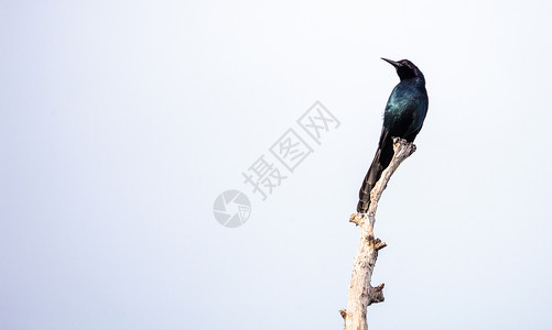 常见的Grackle鸟荒野雀斑羽毛彩虹鸟类斑鱼动物黄疸野生动物背景图片