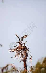 奥斯佩鸟建造其巢穴水禽大虾野生动物鱼鹰高清图片