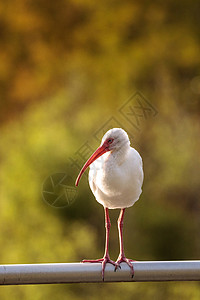 美国白色水禽滨鸟野生动物白鹮高清图片