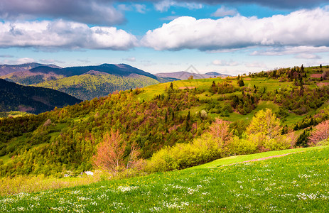 青草和森林的山丘 在美丽的春天上高清图片