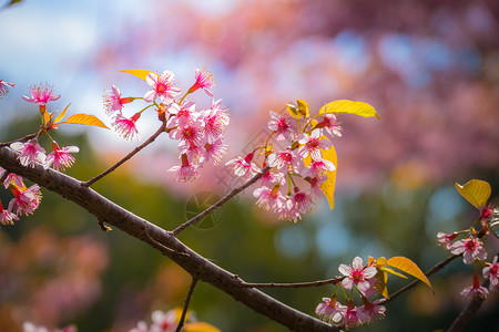 泰国清迈的樱花花花朵开花土井寺庙季节红斑花瓣天空木头蜡质痤疮公园背景图片