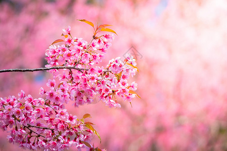泰国清迈的樱花花花朵开花蜡质寺庙红斑木头痤疮植物樱花公园场景传奇背景图片