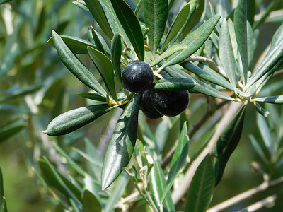橄榄树营养树林收成补充植物背景图片