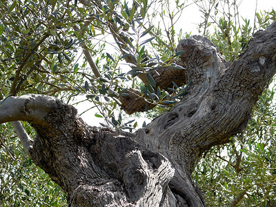 橄榄树补充营养收成植物树林背景图片
