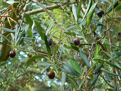 橄榄树营养树林植物收成补充背景图片