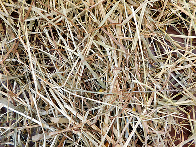 草体纹理小麦乡村谷物农场农业干草植物食物农村黄色背景图片