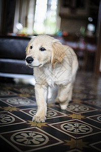金色寻金犬狗肖像乐趣宠物友谊猎犬动物犬类朋友小狗白色背景图片