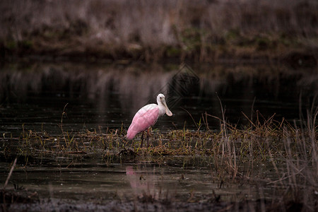 玫瑰汤匙水叮当鸟叫白拉塔莱亚阿贾雅湿地池塘野生动物飞行羽毛粉色公园粉红色沼泽动物背景图片