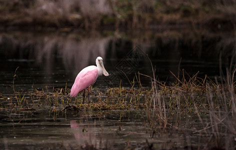 玫瑰汤匙水叮当鸟叫白拉塔莱亚阿贾雅池塘公园湿地粉红色沼泽飞行羽毛粉色动物水禽背景图片
