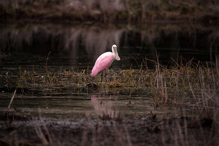 玫瑰汤匙水叮当鸟叫白拉塔莱亚阿贾雅水禽公园粉色飞行粉红色沼泽湿地羽毛野生动物动物背景图片