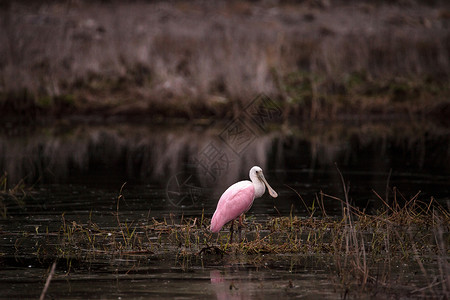 玫瑰汤匙水叮当鸟叫白拉塔莱亚阿贾雅池塘水禽飞行湿地动物粉色粉红色野生动物公园羽毛背景图片