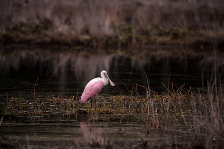 玫瑰汤匙水叮当鸟叫白拉塔莱亚阿贾雅湿地野生动物池塘水禽沼泽动物飞行羽毛公园粉色背景图片