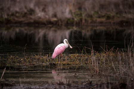 玫瑰汤匙水叮当鸟叫白拉塔莱亚阿贾雅羽毛公园粉色湿地池塘水禽粉红色动物沼泽野生动物背景图片