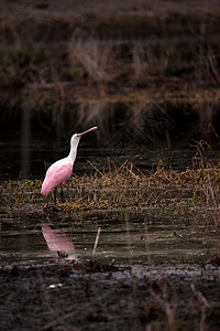 玫瑰汤匙水叮当鸟叫白拉塔莱亚阿贾雅湿地羽毛飞行水禽公园野生动物池塘动物粉红色沼泽背景图片