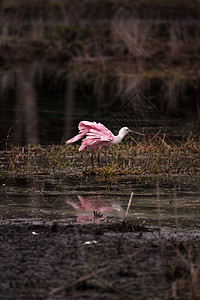 玫瑰汤匙水叮当鸟叫白拉塔莱亚阿贾雅野生动物湿地沼泽飞行粉红色动物粉色水禽池塘公园背景图片