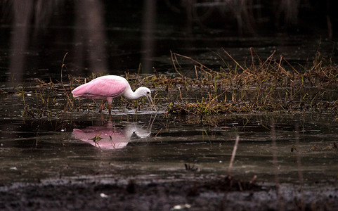 玫瑰汤匙水叮当鸟叫白拉塔莱亚阿贾雅粉色野生动物动物羽毛沼泽池塘水禽公园飞行湿地背景图片