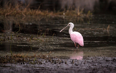 玫瑰汤匙水叮当鸟叫白拉塔莱亚阿贾雅羽毛飞行动物池塘公园沼泽水禽粉色野生动物湿地背景图片