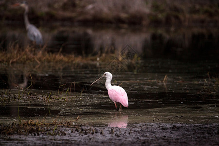 玫瑰汤匙水叮当鸟叫白拉塔莱亚阿贾雅粉红色羽毛水禽野生动物粉色飞行动物池塘湿地沼泽背景图片