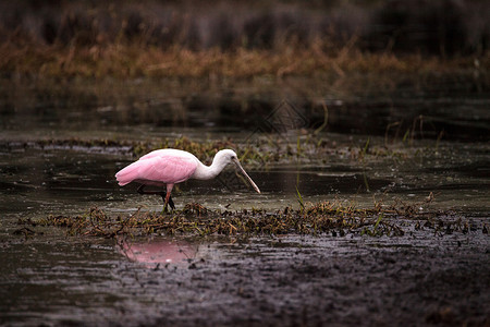 玫瑰汤匙水叮当鸟叫白拉塔莱亚阿贾雅湿地羽毛动物粉红色粉色水禽野生动物飞行池塘公园背景图片