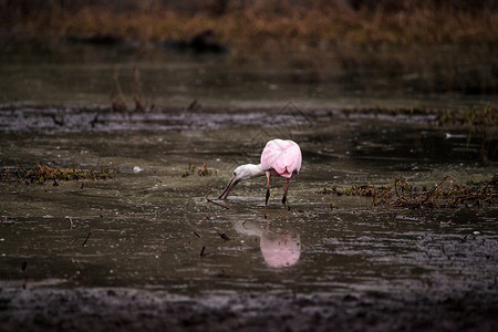 玫瑰汤匙水叮当鸟叫白拉塔莱亚阿贾雅湿地池塘水禽动物羽毛飞行粉红色沼泽公园粉色背景图片