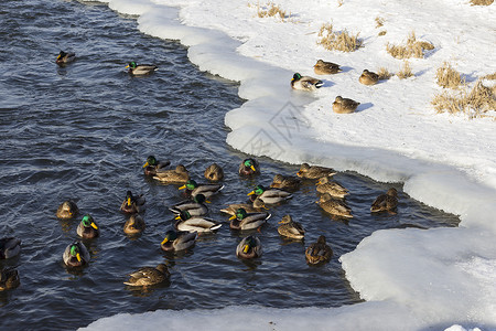 冬河里一群野鸭子野生动物游泳场景公园天气池塘荒野野鸭小鸭子晴天背景图片