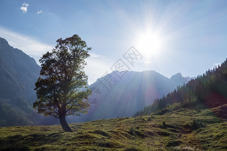 的树英语绿色风景森林草地阳光远足高谷山腰场景高清图片