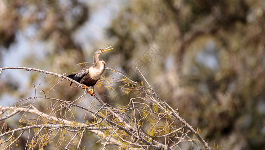 Anhinga鸟叫鸟鸟类游泳涉水池塘羽毛沼泽荒野翅膀水禽背景图片