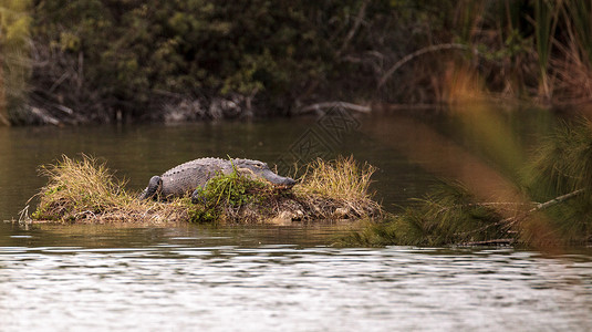 美国的鳄鱼喷射器 短吻鳄蜜蜂号 太阳本身在S上荒野蜥蜴人池塘大蜥蜴蜥蜴沼泽爬虫背景图片