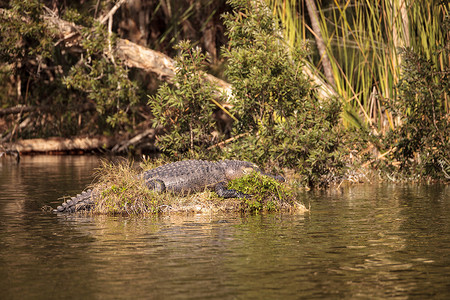 美国的鳄鱼喷射器 短吻鳄蜜蜂号 太阳本身在S上沼泽大蜥蜴蜥蜴人池塘荒野爬虫蜥蜴背景图片