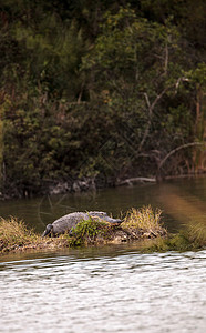 美国的鳄鱼喷射器 短吻鳄蜜蜂号 太阳本身在S上池塘爬虫荒野沼泽蜥蜴人蜥蜴大蜥蜴背景图片