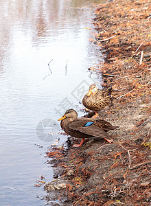 在一个池塘里流放的鸭子涉水野鸭鸟类水禽羽毛游泳翅膀水鸭背景