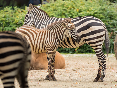 一只小斑马站在母亲身边草原动物哺乳动物条纹安全野生动物荒野生活摄影动物园背景图片