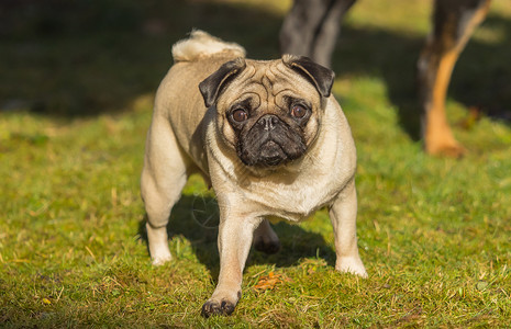 草丛中哈巴狗草地上一个美丽的小狗站着犬类日光场地幸福公园宠物乐趣朋友花园舌头背景