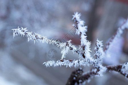 冰霜冬树枝 夹着白雪缝合高清图片