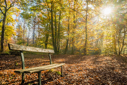 秋天的木头森林法官金子天气指导人行道公园农村叶子环境风景季节背景