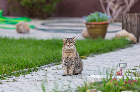 猫类宠物猎人捕食者眼睛情感草原哺乳动物背景图片