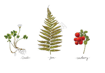 食用野生植物以颜色绘制的野生植物手 Oxalis fern和cowberry 草本矢量说明插画